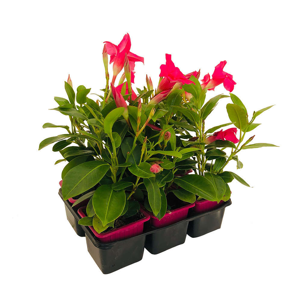 Dipladénia Sundaville® : Barquette de 6 plants