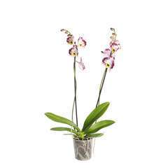 Orchidée Phalaeonopsis 2 tiges - pot D.12 cm