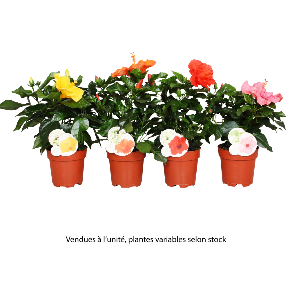Hibiscus : 3-5 branches, pot Ø13cm