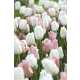 Bulbes de tulipes ton abricot et blanc - x15