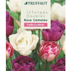 Bulbes de tulipes rose, pourpre et blanc x 15