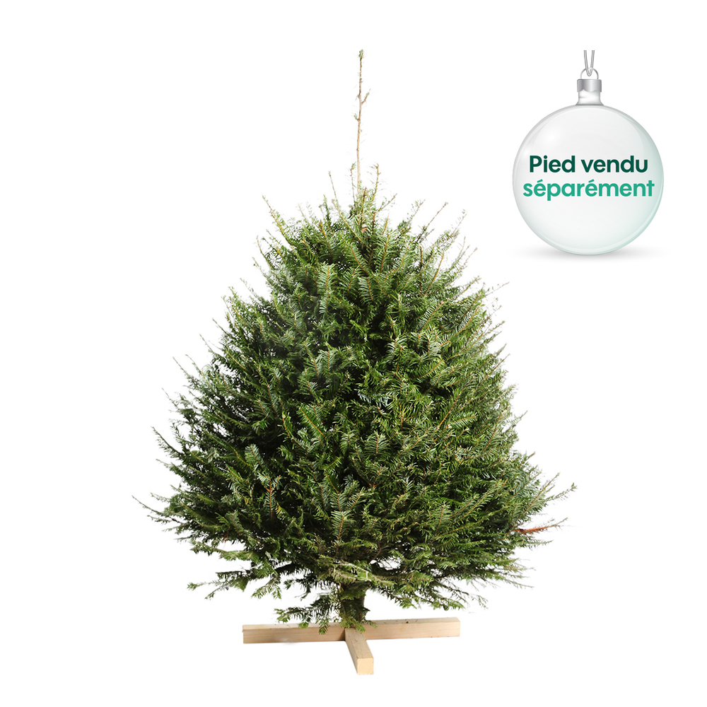 Sapin naturel Abies Grandis coupÃ© 125/150 cm