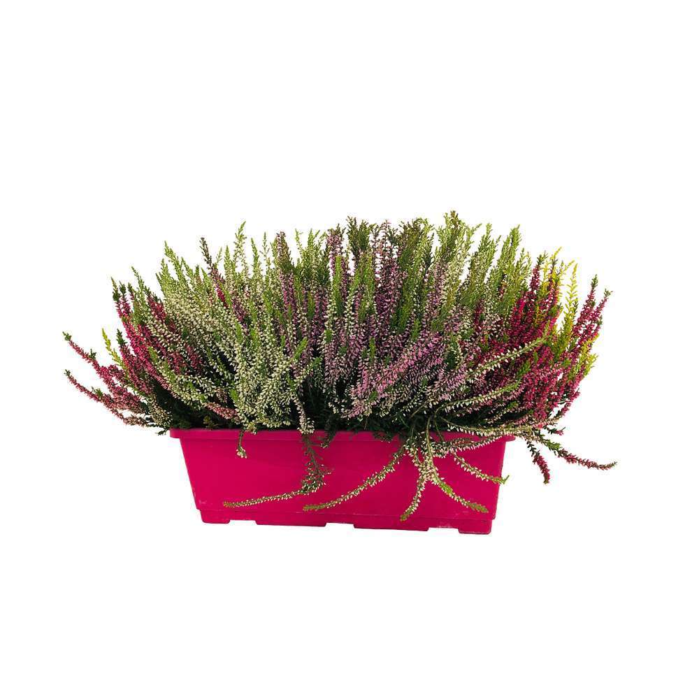 Calluna Garden GirlsÂ® : jard. 40 cm
