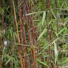 Bambou non-traçant fargesia murielae 'Panda' 50/60 cm: pot de 5 litres