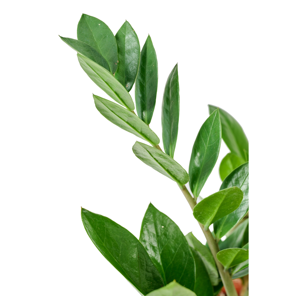 Zamioculcas : pot Diamètre 17 cm Hauteur 65 cm