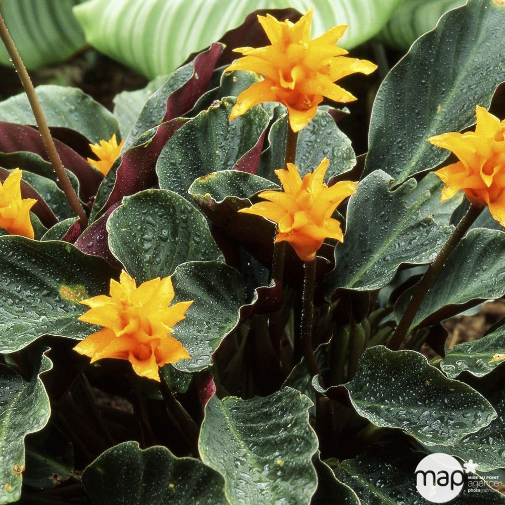 calathea rufibarba green Calathea rufibarba 6in  Cornell Farm