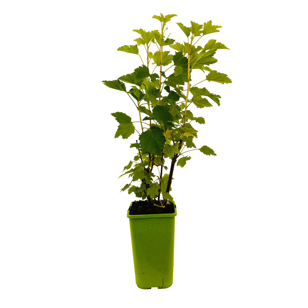 Groseillier à grappes 'London Market' : pot de 1,5 litres