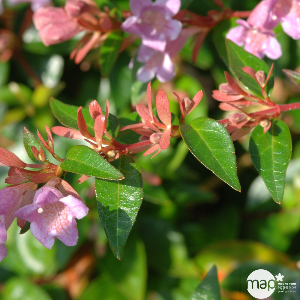 Abelia x grandiflora 'Sherwood':7,5L