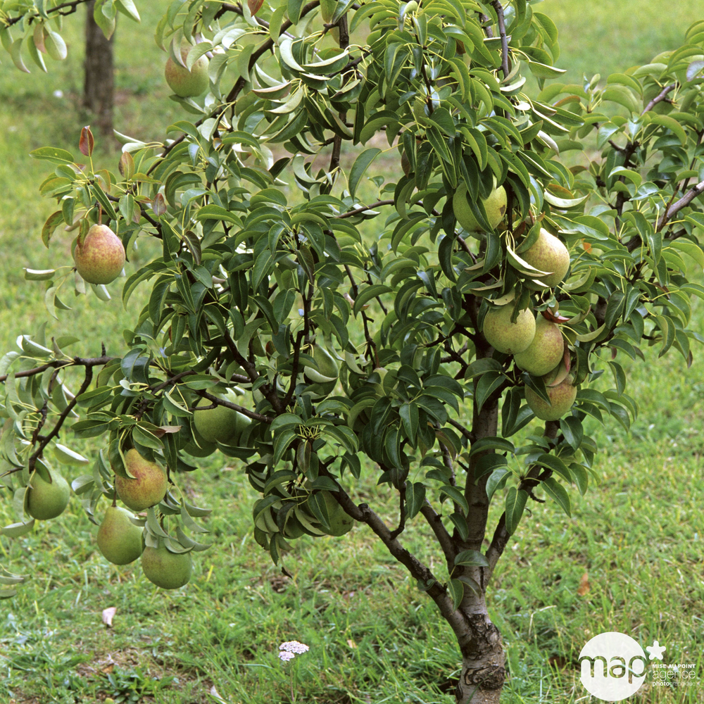 Poirier Nain Garden Gem® : pot de 7 L