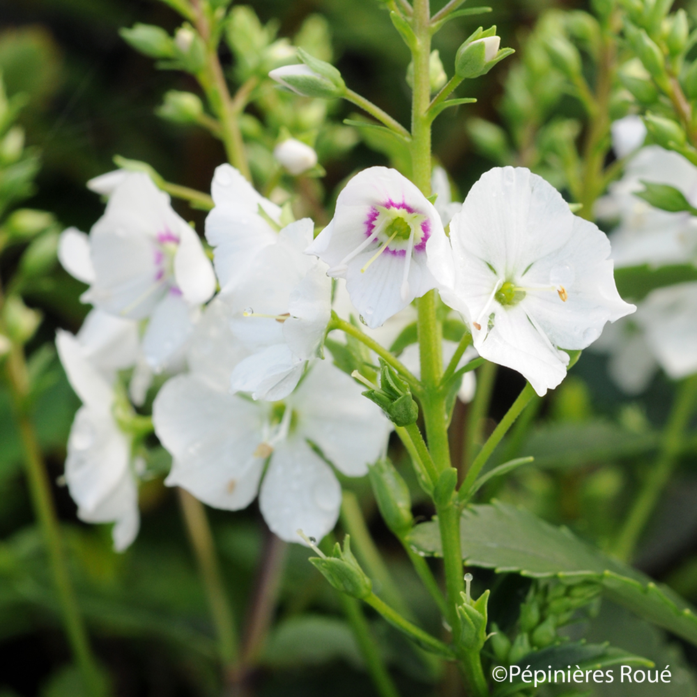 Parahebe Hybride 'Avalanche' : pot 3L