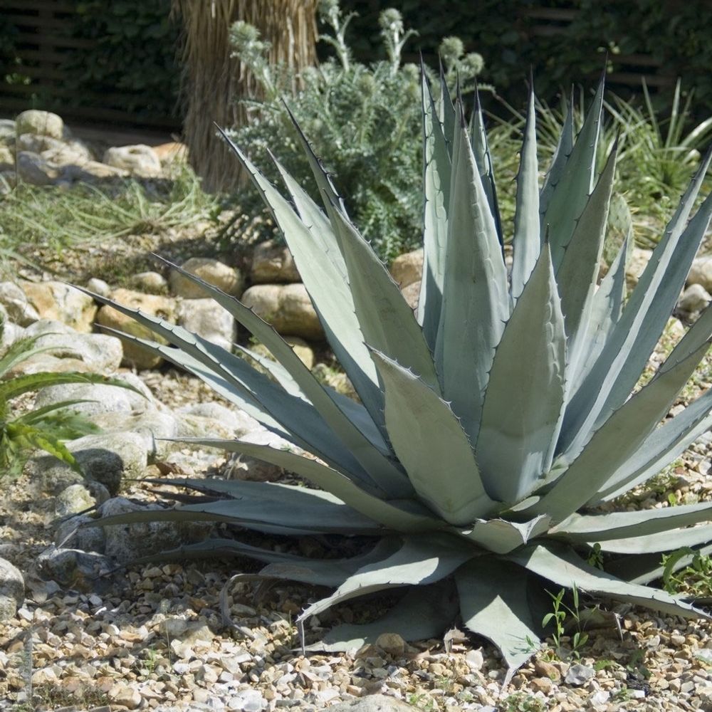 Agave americana : conteneur 12 litres