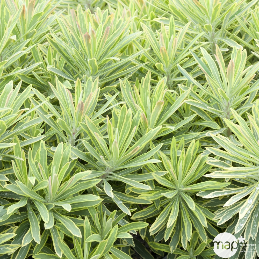 Euphorbia x 'Ascot Rainbow': conteneur 3 litres