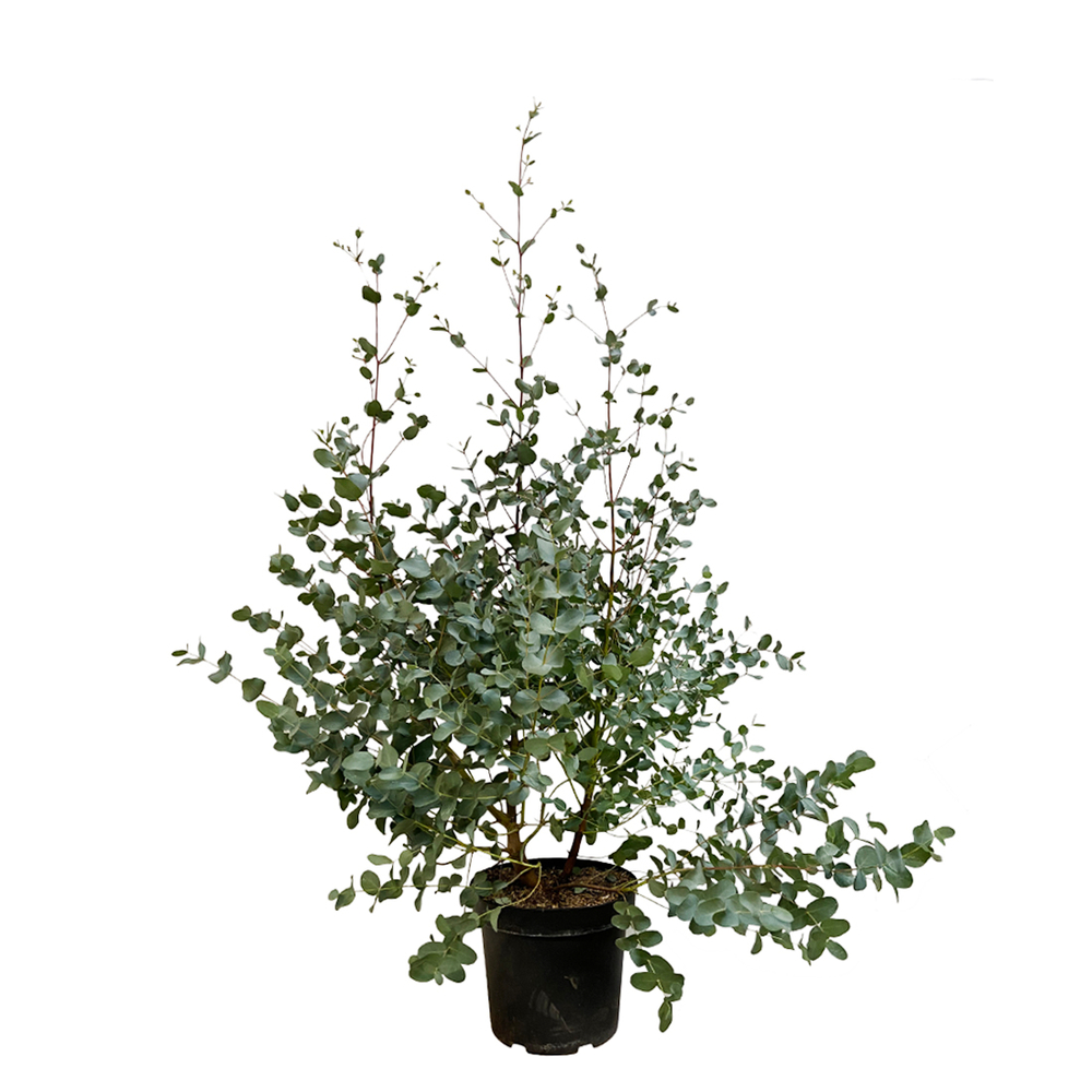 Eucalyptus gunnii : pot 7,5L Touffe