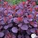 Cotinus coggygria ' Royal Purple ' :12L