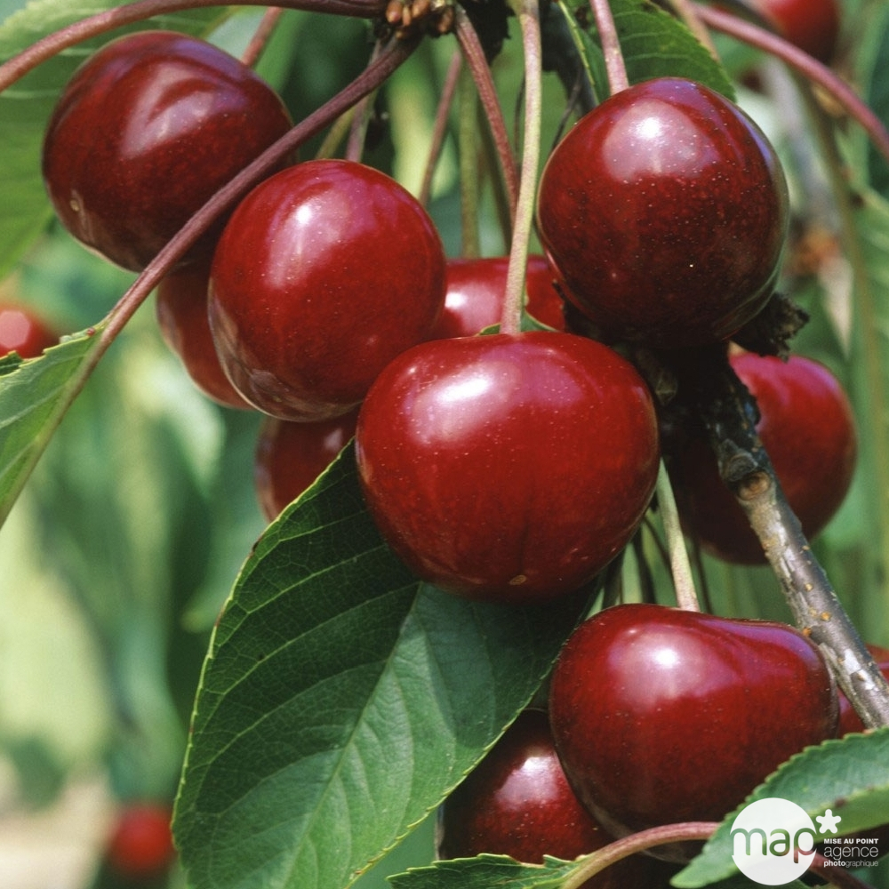 Cerisier Bigarreau Van en gobelet 2 ans d'âge - pot 7,5L