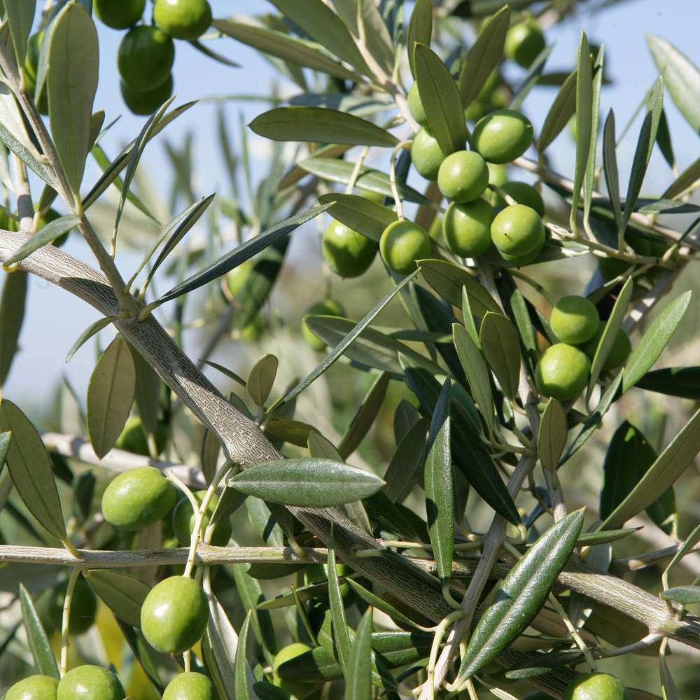 Olivier (Olea europeae) : 1/4 tige, pot 7/10L