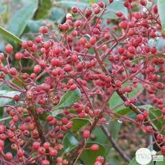 Photinia x fraseri 'Red Robin' : jardinière 60cm