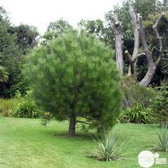 Pinus pinea , tige, H : 200/250 cm, 14/16