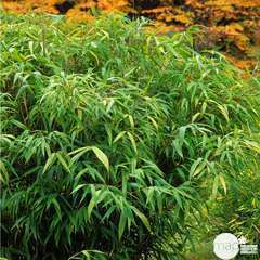 Bambou moyen pseudosasa japonica 150/200 : pot de 30 litres