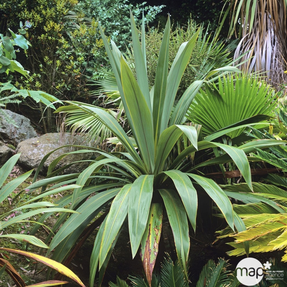 Cordyline indivisa : H 125/150 cm