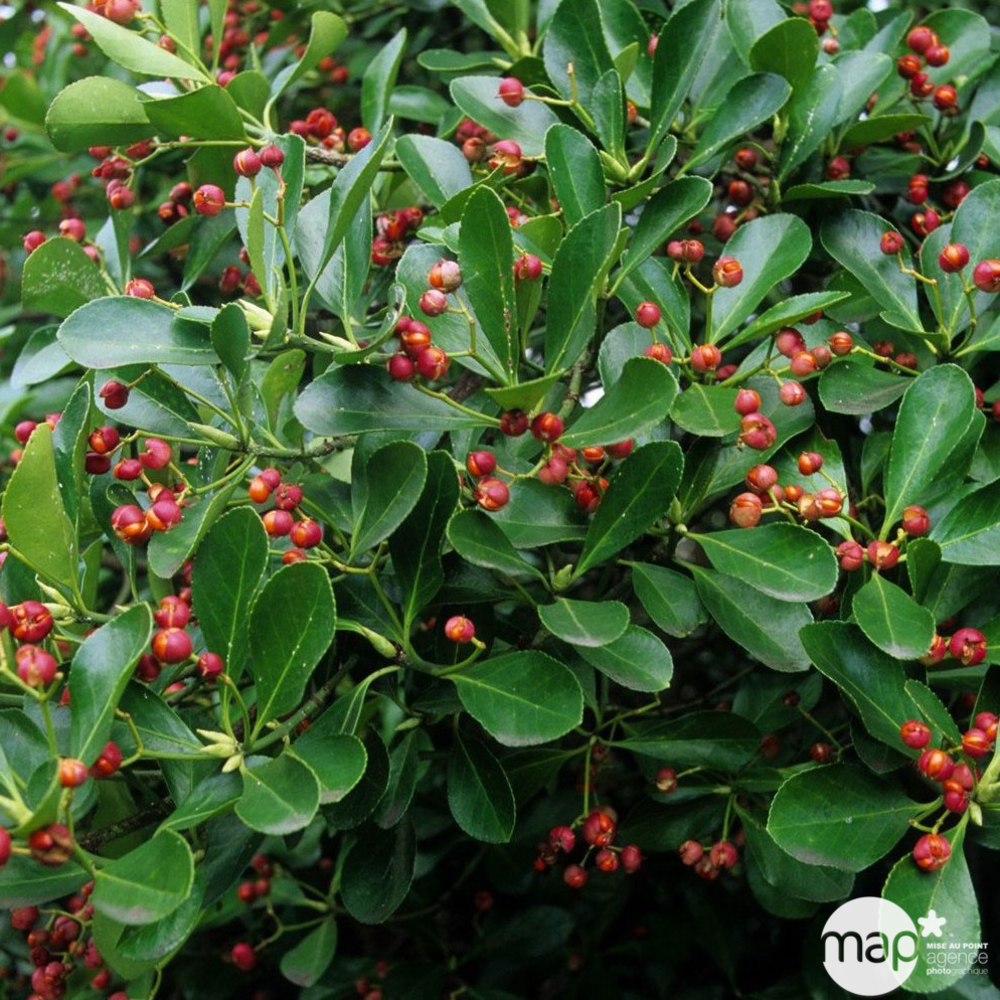 Euonymus japonicus : H 100/125 C18L