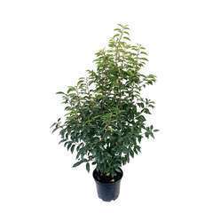 Prunus L. 'Myrtifolia':H 80/100 cm pot 7L