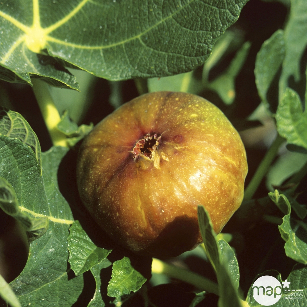 Figuier 'Madeleine des 2 saisons' AB : pot 1.5 litre