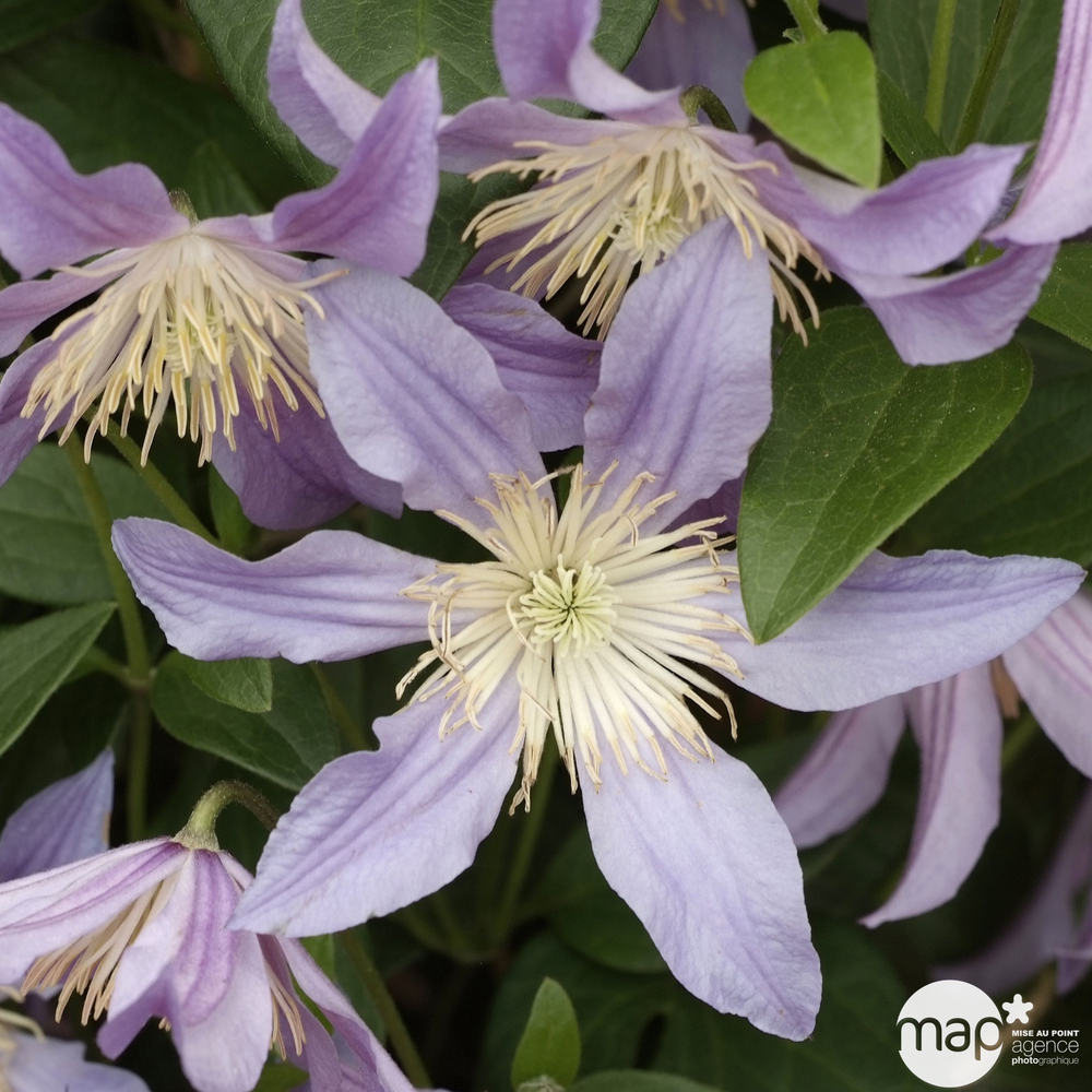 Clematis Blue River ® : Conteneur rond carré de 3 Litres