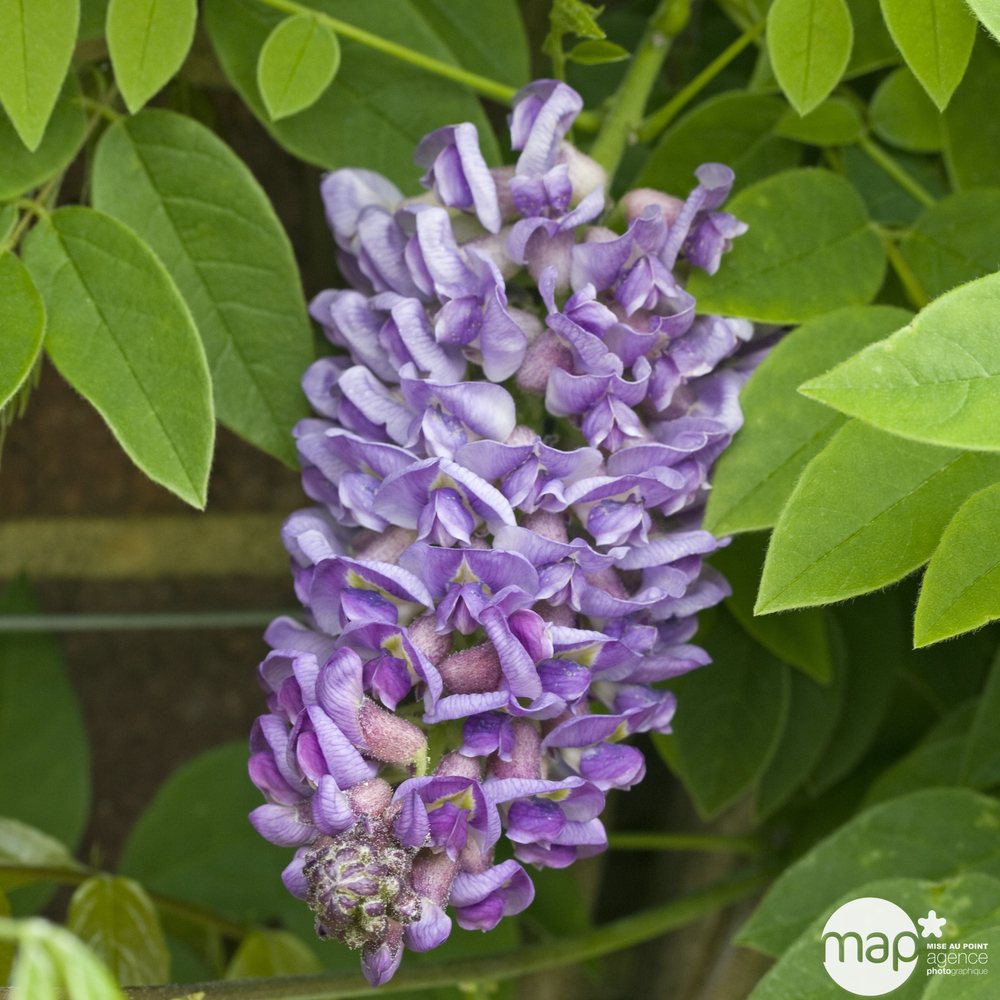 Wisteria Longwood Purple : Hauteur 125/150 cm Conteneur de 3 Litres