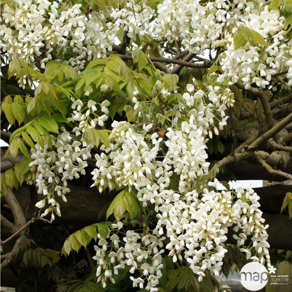 Wisteria Grande Diva® -Echelle- Pot 3L