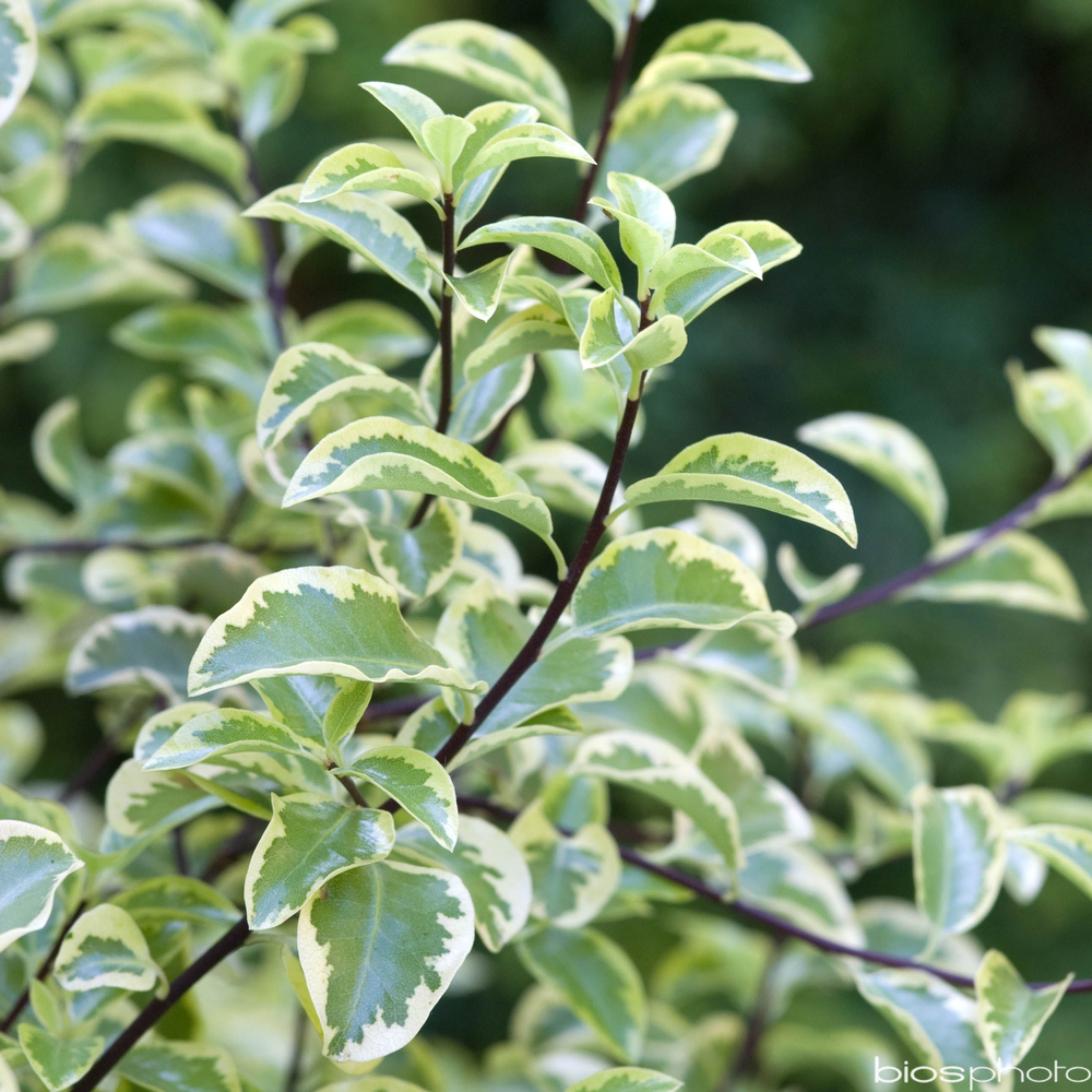 Pittosporum tenuifolium ' Variegatum ' : conteneur 10 litres