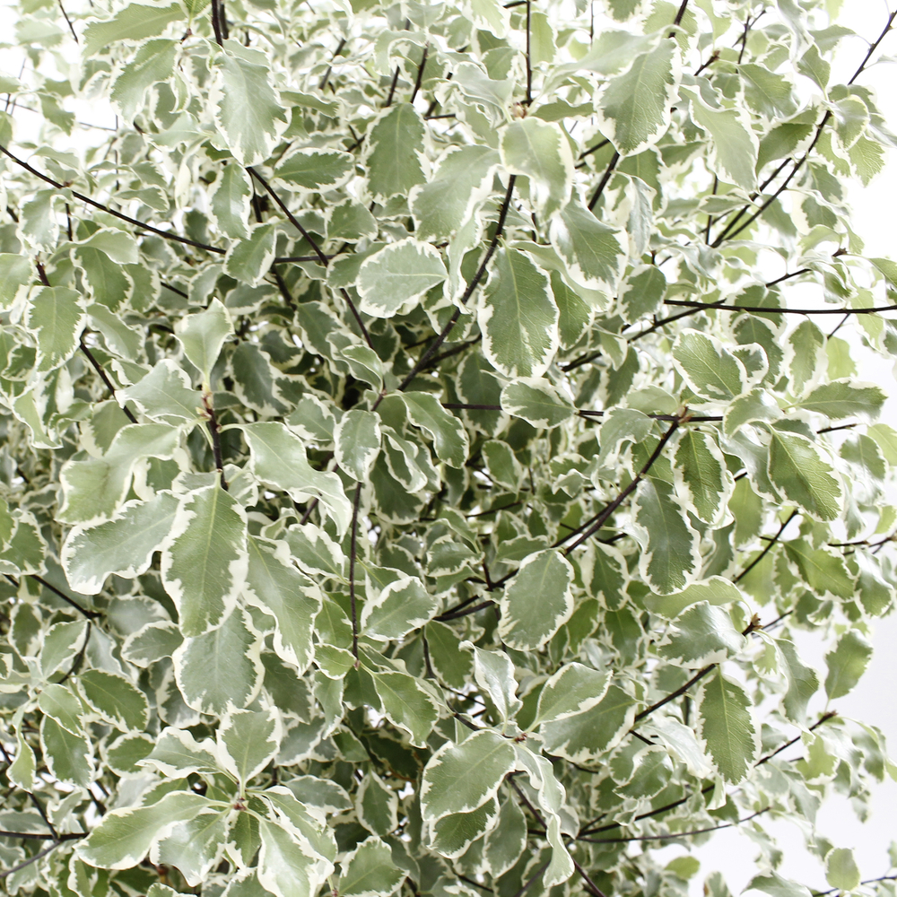 Pittosporum tenuifolium ' Variegatum ' : conteneur 10 litres