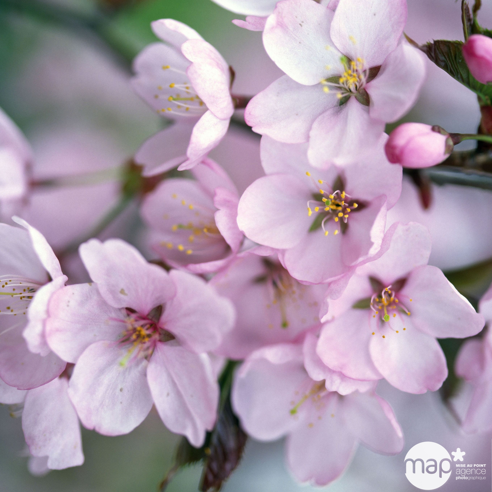 Cerisier à fleurs : conteneur de 5 litres
