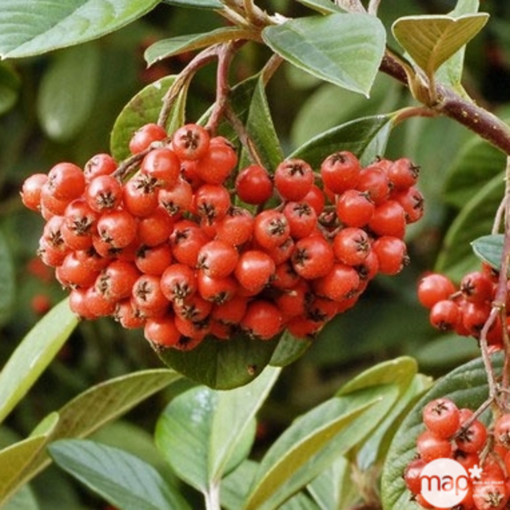 Cotoneaster lacteus :H 40/60 cm ctr 3/4 litres