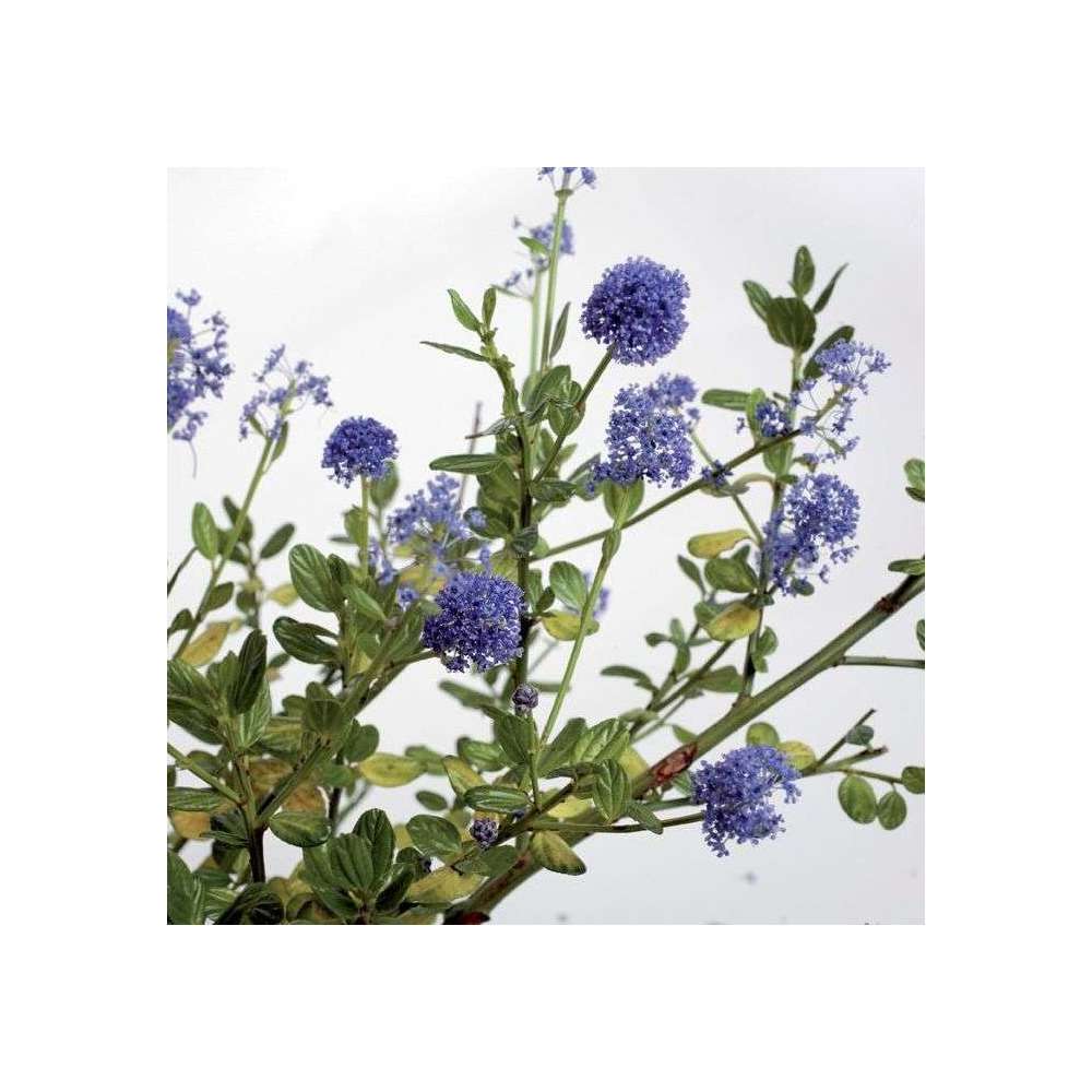 Ceanothus thyrsiflorus ' Skylark ':3L