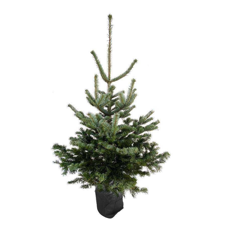 Sapin naturel Abies nordmann: H125/150cm pot