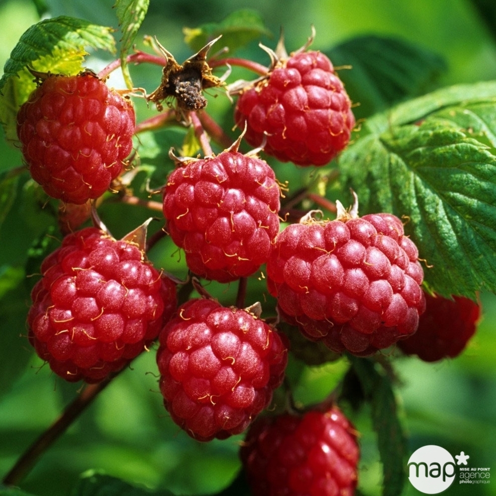 Framboisier hÃ©ritage : AB pot 3L