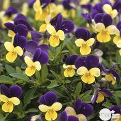 Viola cornuta : d12 cm - Coloris variables
