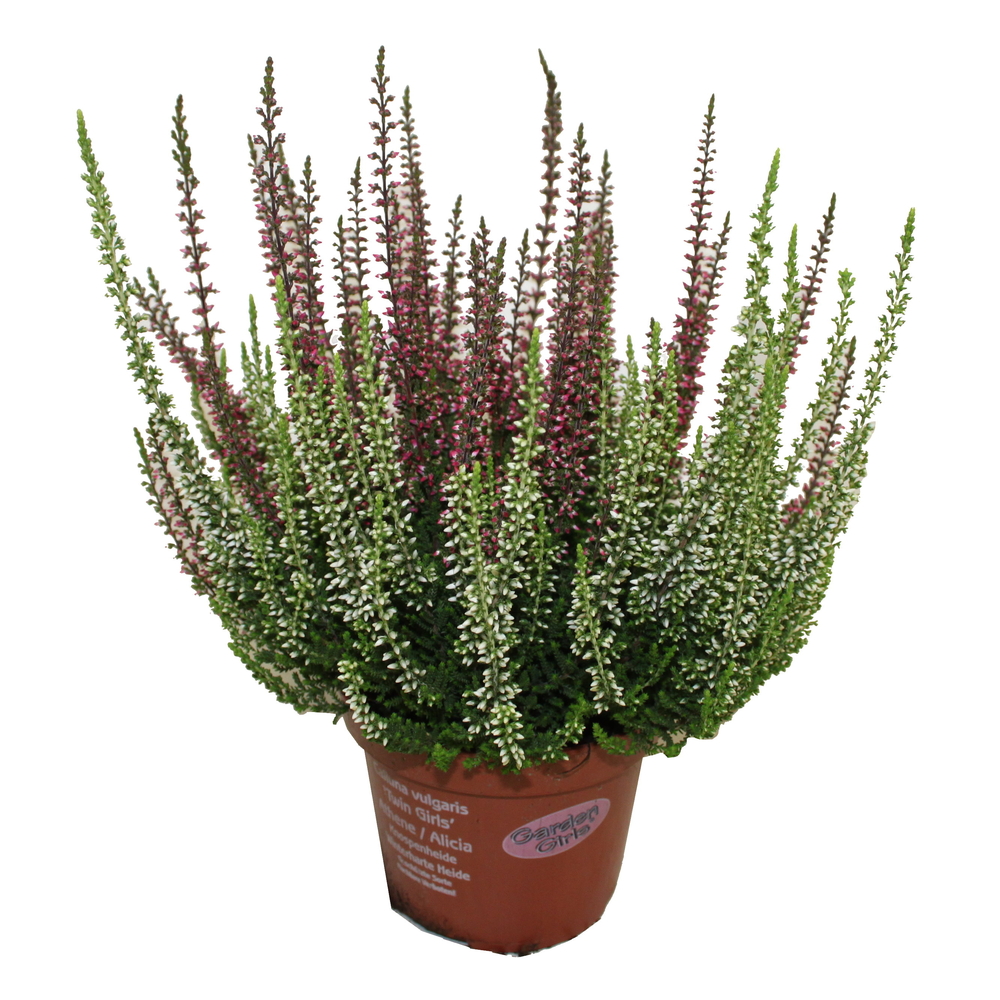Calluna bicolore : conteneur de diamètre 12 cm - Coloris variables