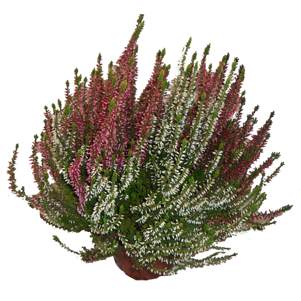 Calluna tricolore : conteneur de diamètre 15 cm