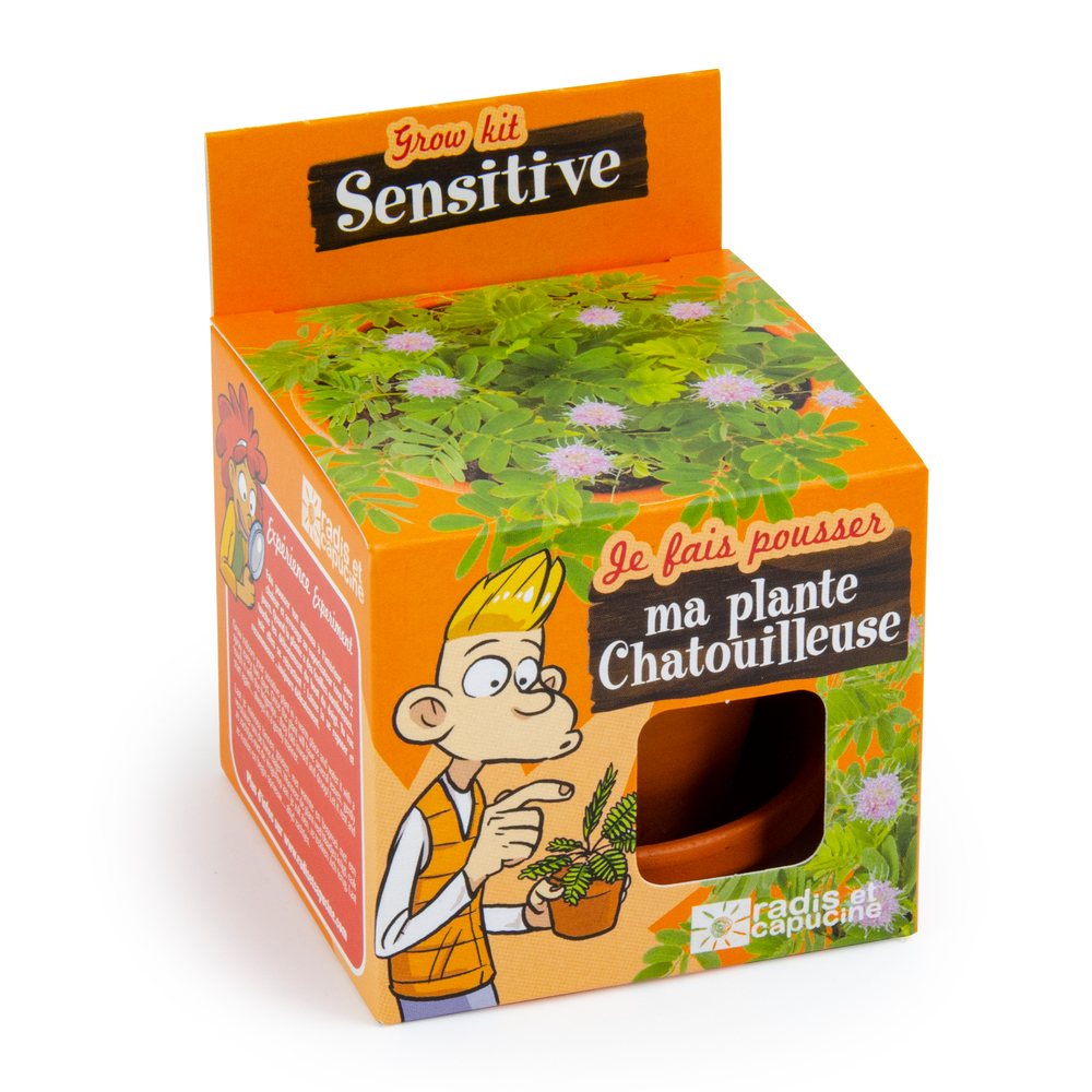 Pot 8cm Mimosa Pudica