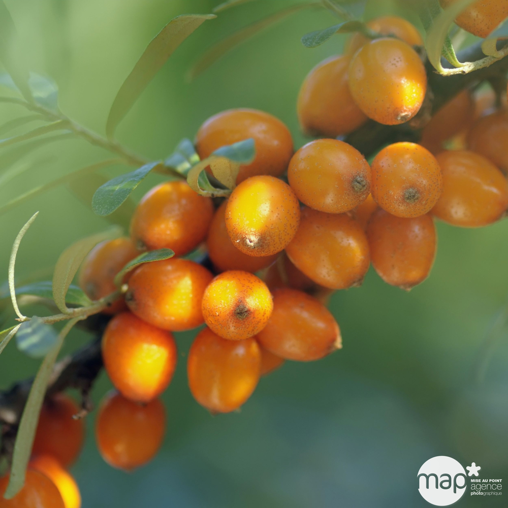 Hippophae 'Friesdorfer Orange' : pot 3L