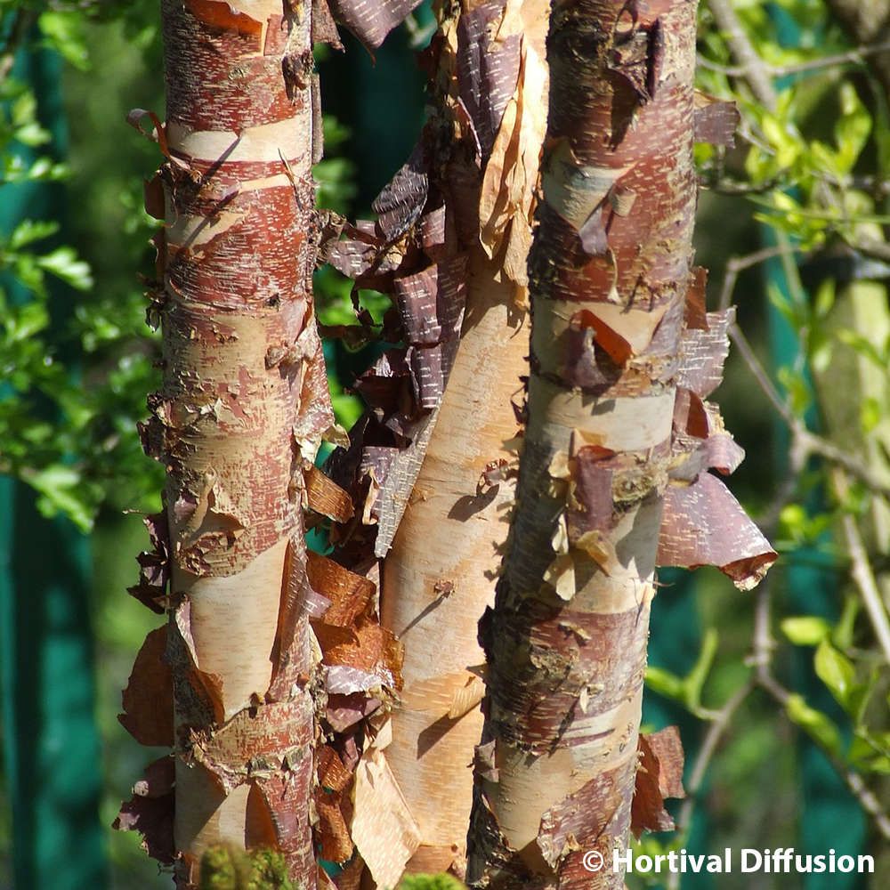 Betula nigra 'Heritage' : C15L