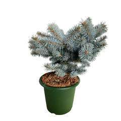 Picea pungens 'Glauca Globosa ': Hauteur 20/30 cm conteneur 3,7L