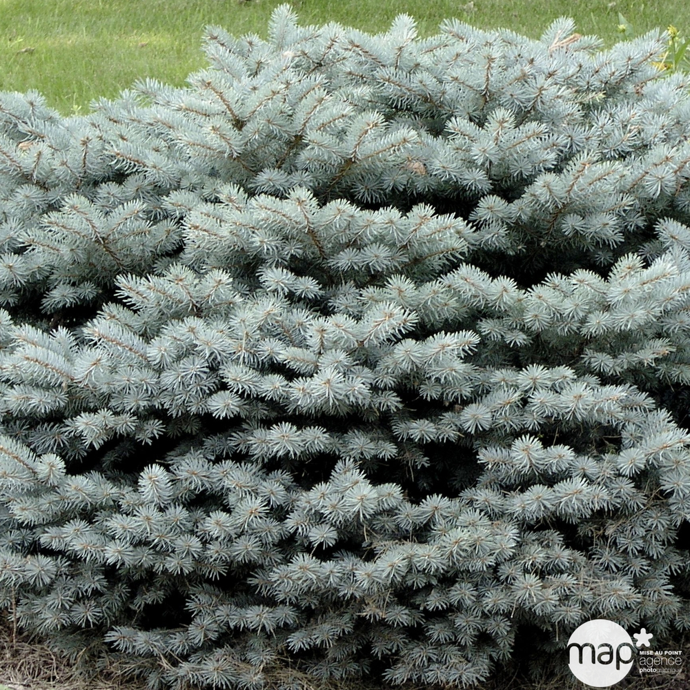 Picea Glauca Globosa: h.20/30cm pot 3,7L