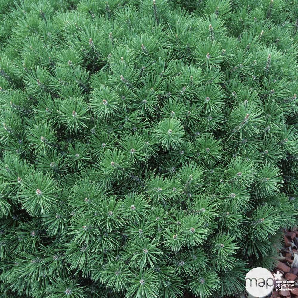 Pinus mugo ' Gnom ' : hauteur 30/40 cm pot 6 litres