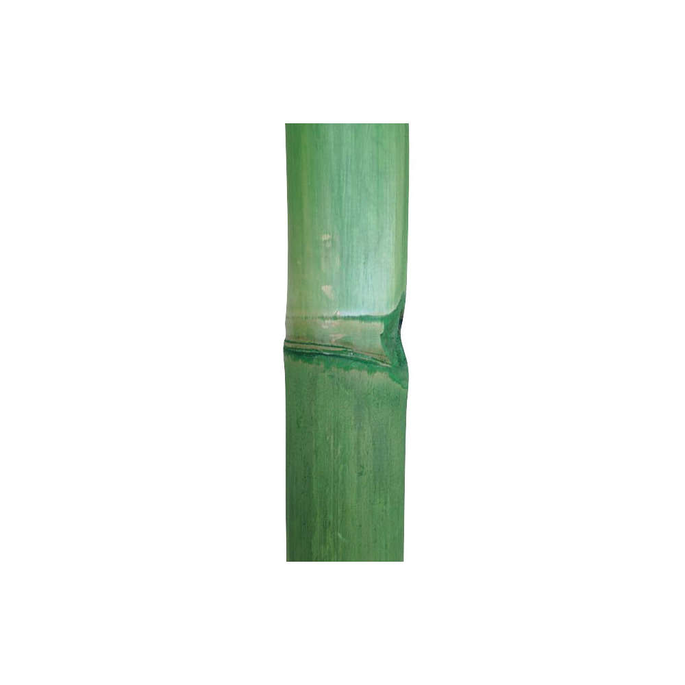 Tronçon de bambou naturel sec lasuré vert - D.6xL200 cm