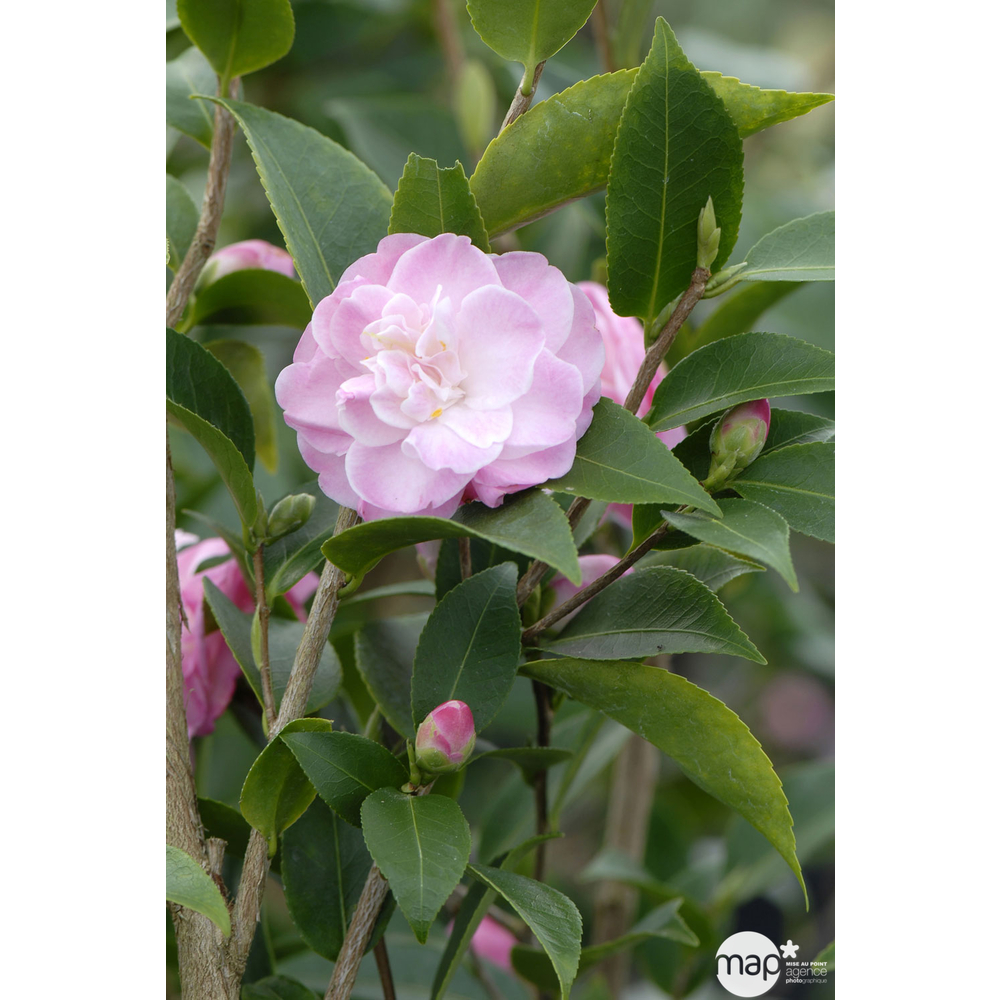 Camelia 'Sweet Jane' : Hauteur 60/70 cm conteneur de 7 litres