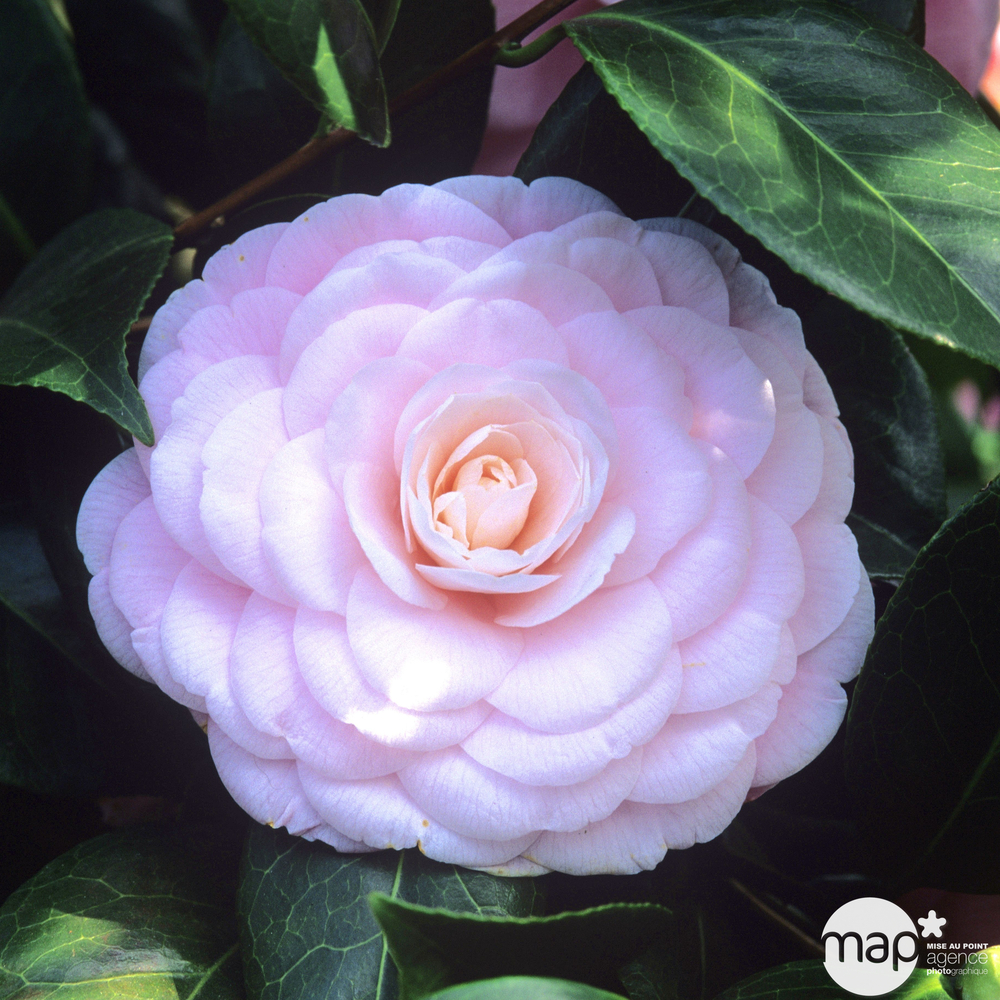 Camélia 'Nuccio's Cameo', hauteur 60/70cm : pot 7 litres