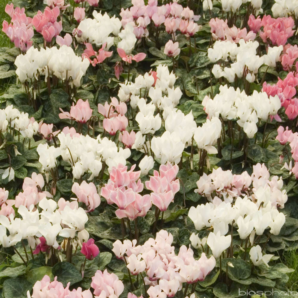 Mini cyclamen : Coupe diamètre 23 cm Couleur